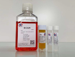 ECGM內皮細胞培養基試用